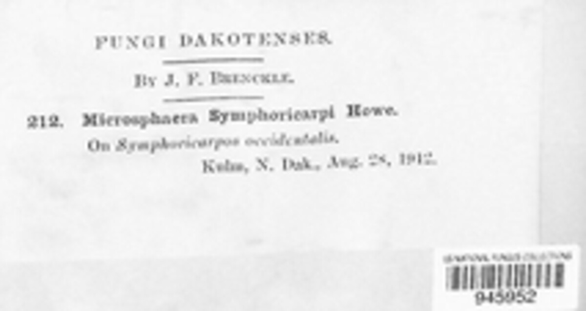 Microsphaera symphoricarpi image